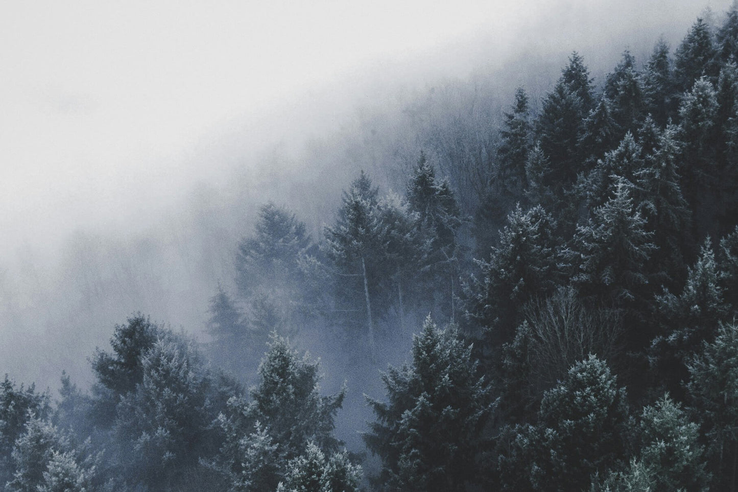 Norse Winter Beard Oil & Cologne Bundle