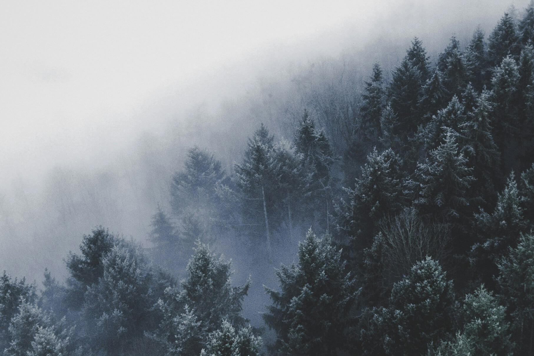 Norse Winter Beard Oil & Cologne Bundle