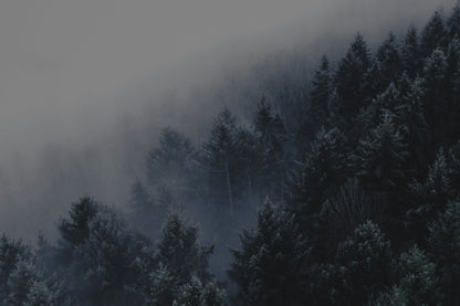Norse Winter Beard Oil